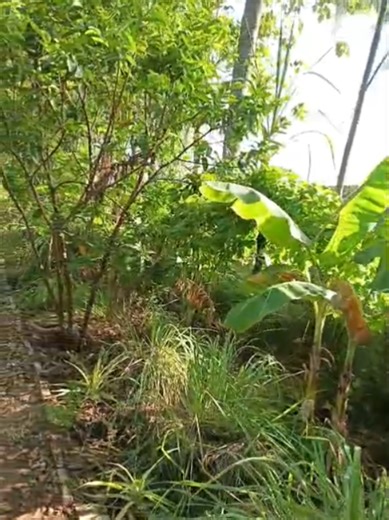 Natural Living Eco-Resort (@naturalliving1)’s videos with original sound - .