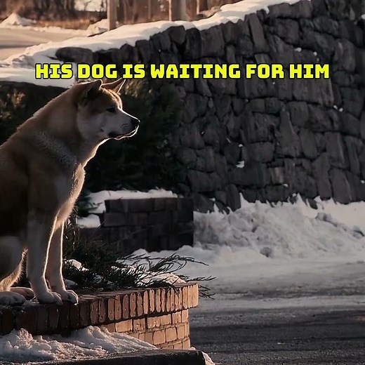 Hachi waited for him 9 years #loyalty #trending #shorts
