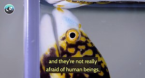 244K views · 1.5K reactions | Mark explores the tide pools of Australia and he comes across a Snowflake Eel – not only does this eel have one nasty bite… it also has jaws inside its throat! | Brave Wilderness | Facebook