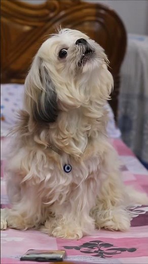 Shih Tzu Dog Howling #shihtzu #howling #dogs #shihtzupuppies #petshub #trending #youtube #ytshorts