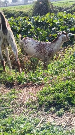 Sneaky Goat steals vegetables in seconds#🐐 cute #shorts#shorts#🌿🌿