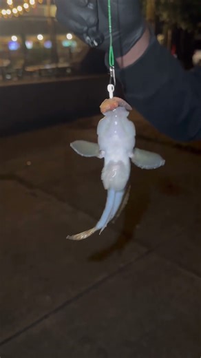 Do you know who this little invader is? Round Goby 🐟#fishing #invasivefish #rochesterny #newyork