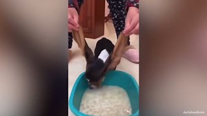 Dog forgets normal pet rules and makes everyone laugh
