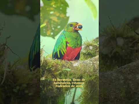 Mot Mot Property — Unique Two-Building Riverfront Estate for Sale in Mindo, Ecuador