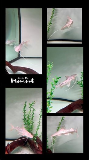 #piraiba #catfish #ikanhias