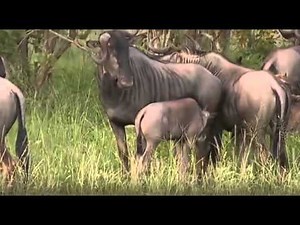 Antylopy Gnu - dziki świat Afryki ,,Safari"