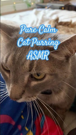 Pure Cat Purring for Relaxation 🐱 (ASMR, No Music) #calmingsounds