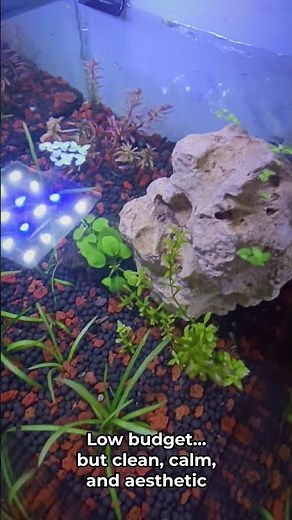 Small Tank, Stunning Betta Setup