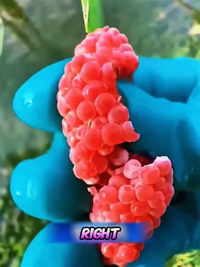 This Girl Had a Special Reason for Crushing Those Red Eggs 🥚😲
