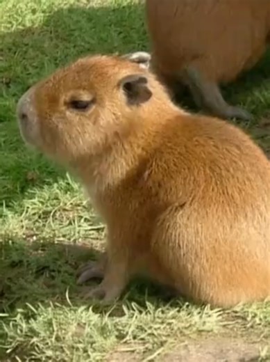 Capybara Animation Adventures: Fly to the Moon