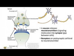 Cell Signaling-Part 1 Types of Signals