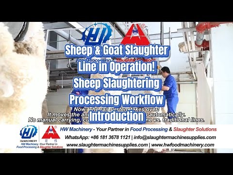 Sheep & Goat Slaughter Line in Operation | Complete Slaughtering Processing Workflow by HW Machinery