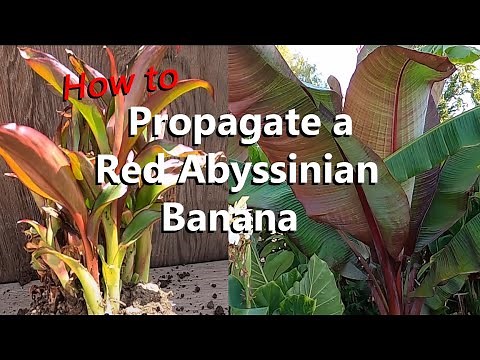 Step by Step Instructions to Propagate Over 20 Red Abyssinian Ensete Maurelii Banana Plants