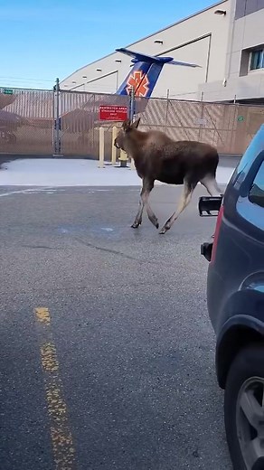 Love watching the little ones grow! Moose walking around in Anchorage Alaska. 📹 - Bruce Pupi. #alaska #AlaskaWildlife #moose | The Alaska Frontier