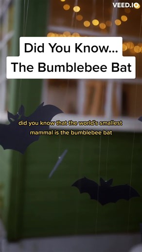 Did You Know - Bumblebee Bat #DidYouKnow #BumblebeeBat #SmallestMammel #EndangeredSpecies #AerialAcrobat #Thailand #Myanmar #WildlifeConservation #NatureFacts #AnimalFacts #EducationalContent #MindBites