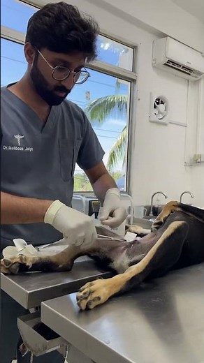 Stray Dog Neutering Procedure #StrayDogNeutering #AnimalWelfare #VeterinarySurgery #DogNeutering