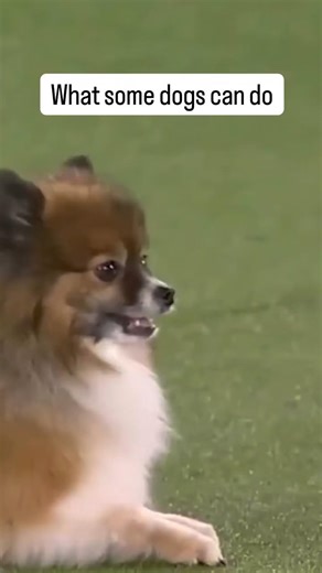 Other Dogs vs My Dog