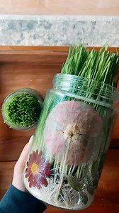 It’s so nice to grow something GREEN this time of year💚 Wheat grass might be the easiest thing to grow indoors and there are so many uses for it! We used our pressed flower jars, but next we will grow it in a larger container for Easter basket grass! I love the idea of using this as an alternative to plastic Easter grass. I also love that you can let it grow, cut it and use it in smoothies, and it will continue to grow💚 Wheatgrass is low in calories but high in nutrients, including antioxidant