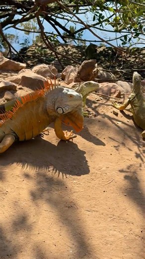 PV Resort Stroll: Spotting Iguanas & Tropical Paradise 🌴🌊