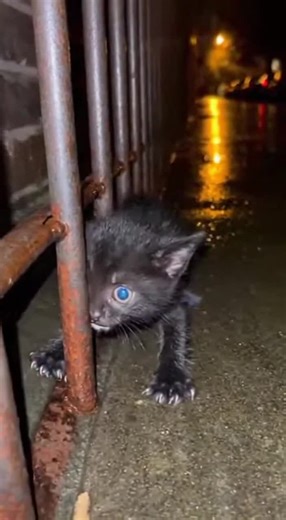 Heartwarming Animal Rescue Story