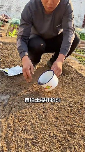 怎么种植韭菜？韭菜什么时候种？韭菜种植的小技巧#种植小技巧 #韭菜种植 #种韭菜 #每天分享蔬菜种植技巧