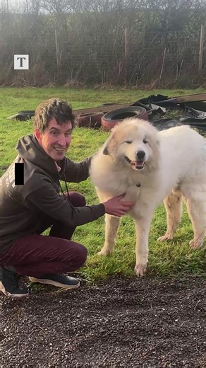 📹 WATCH: Who wouldn’t want to adopt this enormous dog?⁠ ⁠ Rescued animals can be challenging — they can reflect back whatever poor treatment they’ve endured before being given up — but Brody is clearly one of life’s bowl-half-full dogs.⁠ ⁠ Brody is the first Pyrenean mountain dog the charity has had to rehome since it was founded in 1971.⁠ ⁠ The pandemic didn’t help. The UK’s canine population exploded from about 10m to as much as 13m after March 2020. A dog isn’t just for lockdown.⁠ ⁠ “We got
