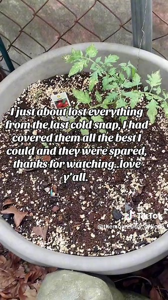 Garden Update: Recovering After the Cold Snap