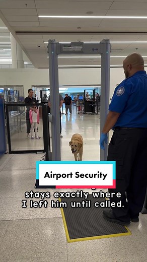 Traveling with Magnus: A Service Dog's Airport Adventure