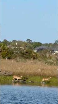 Serenity on the Water: An ICW Wildlife Experience