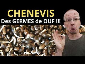 How to PREPARE HEMP SEED differently?