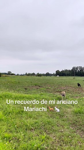 #Mariachi🐕❤️