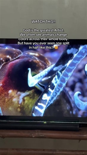The Amazing Cuttlefish: Nature's Colorful Wonder