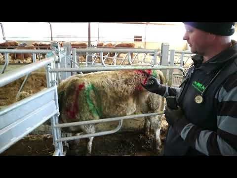 Farmer know how: know how to inject cattle