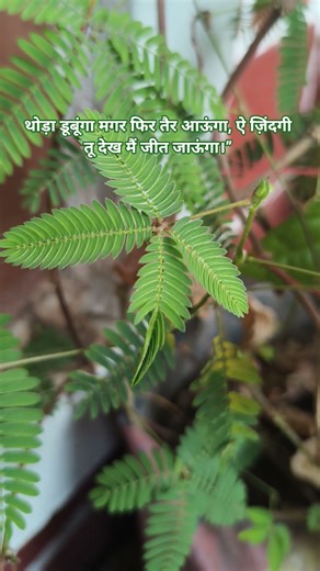 Touch Me Not Plant Care Day 3 #dailymotivation #mimosapudica #nature 🌿🍃#touchmenotplants