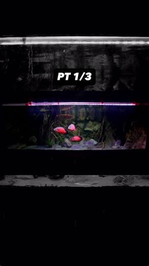 Adding fish to my 2,000g aquarium and upgrading the entire fish tank! . . . #aquarium #fish #fishtank #fishtanks #animals #plantedtank #plantedaquarium #cichlid #cichlidtank #stingray #arowana #monster #monsterfishkeepers | UaruJoey
