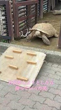 市川市動植物園に行ってきました(後編)#市川市動植物園 #アライグマ