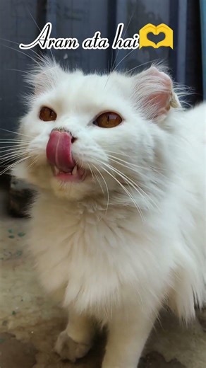 Aram ata hai deedar se tere....Rumi #catshorts #catworld #cat #love #mycat #meowmoe #meowgical
