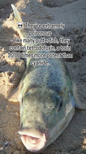 Interesting Facts about Northwest Blow Fish#poisonousfish #blowies #fishermen #fishing