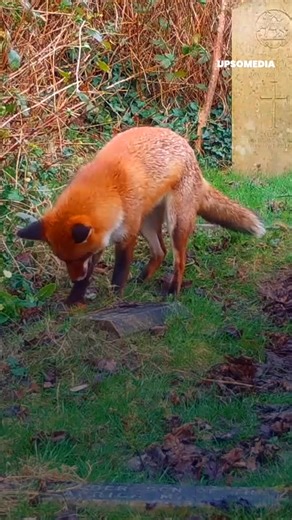24K views · 179 reactions | He has fun without worries: This fox found a nest and played with the eggs as if they were toys. | The Kiwi | Facebook