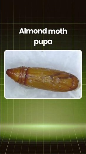 Almond moth - Ephestia cautella Lifecycle