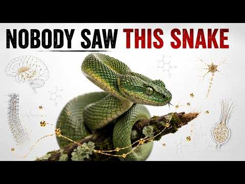 This Snake Has the Most Toxic Venom on Earth | King Cobra vs Inland Taipan