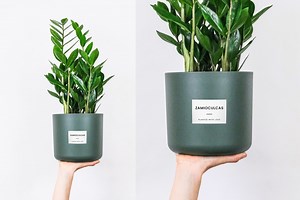 156 Plant Name Tag Stickers to Print | Plant Name Labels | Plant Markers | Garden Markers for Plants | Tag for Plants | Plant Name Stickers - Etsy