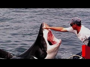 5 Increíbles relaciones entre personas y animales | HD