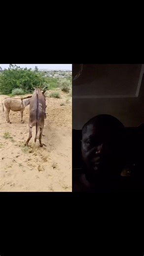 5.9K views · 18 reactions | Why is this donkey dancing or? | Da Billy | Facebook
