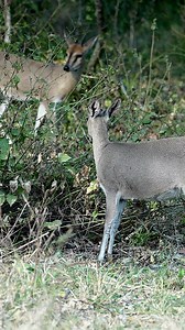 23 reactions | Duiker Delight in Kruger National Park! Catch a glimpse of the Duiker in Kruger, South Africa, as it indulges in a peaceful feast from a small bush. Nature's dining experience at its finest, showcasing the beauty of simplicity in the wild #antelope #krugerpark #naturelover | Madbookings - Travel Experts in Africa & Asia | Facebook