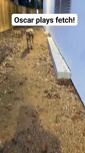 7.3K views · 424 reactions | Greyhound Oscar plays fetch! He is adoptable. #greyhounds #greyhounds #adoptablegreyhounds | Greyhound Adoption League of Texas, Inc. | Facebook