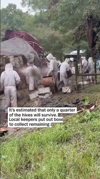 Millions of bees swarm Texas town after truck crashes into ditch