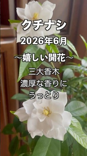 【クチナシ害虫対策バッチリで嬉しい開花】4年目も綺麗に咲いてくれましした。#クチナシ #三大香木 #gardenia