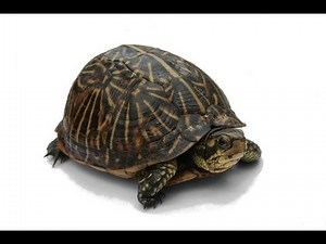 Turtle: Animals for Children Kids Videos Kindergarten Preschool Learning Toddlers Sounds Songs Zoo