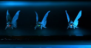 What Is The C. Gangis Moth? This Giant Insect Is Going Viral For Its Spooky Appearance